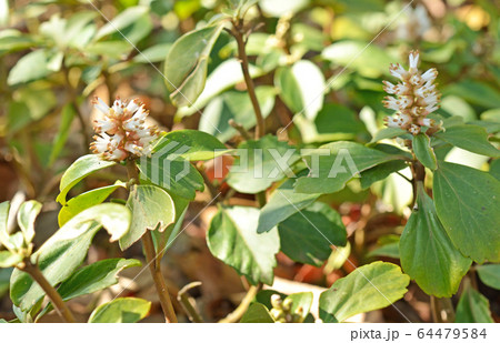 樹木：フッキソウ　ツゲ科 64479584
