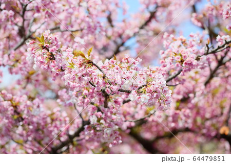 桜の花 笹部桜 桜の花 笹部桜 64479851