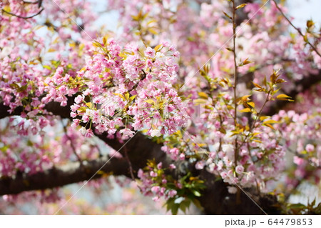 桜の花 笹部桜 桜の花 笹部桜 64479853