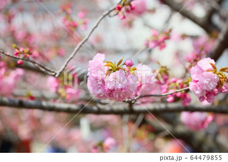 桜の花 糸括 桜の花 糸括 64479855