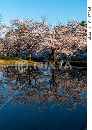 新潟市白山公園の満開の桜と映り込み 新潟市白山公園の満開の桜と映り込み 64479864