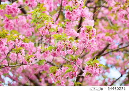 桜の花 紅豊 桜の花 紅豊 64480271