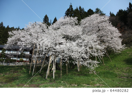 臥龍桜 臥龍桜 64480282
