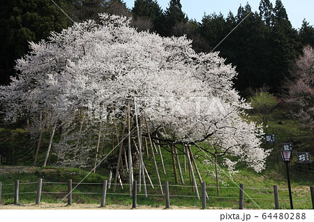 臥龍桜 64480288