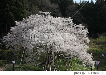 臥龍桜 臥龍桜 64480292