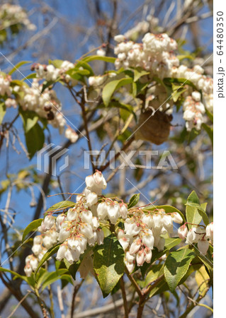 樹木：アセビ　ツツジ科 64480350