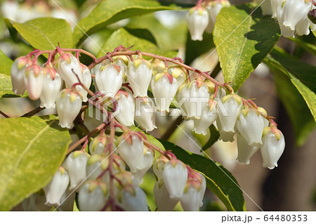樹木：アセビ　ツツジ科 64480353