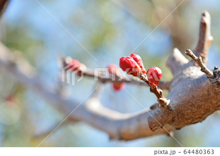 樹木:アンズ バラ科 樹木:アンズ バラ科 64480363