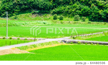 初夏の田んぼ 初夏の田んぼ 64480506