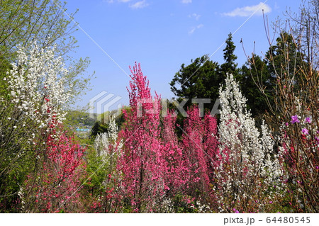 4月　城山町89桃の花ﾎｳｷﾓﾓ･城山かたくりの里 64480545