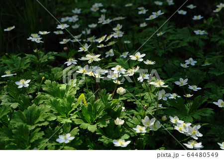 4月　城山町85ﾆﾘﾝｿｳ･城山かたくりの里 64480549