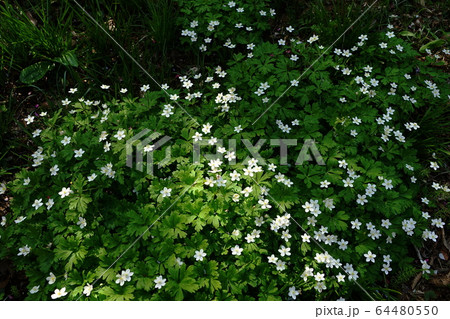 4月　城山町83ﾆﾘﾝｿｳ･城山かたくりの里 64480550