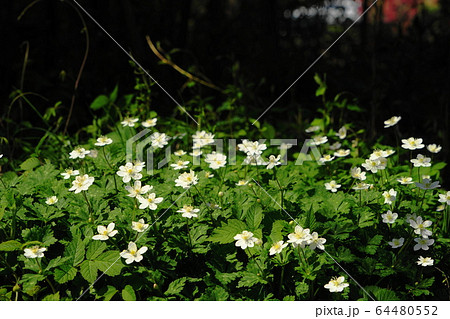 4月　城山町82ﾆﾘﾝｿｳ･城山かたくりの里 64480552