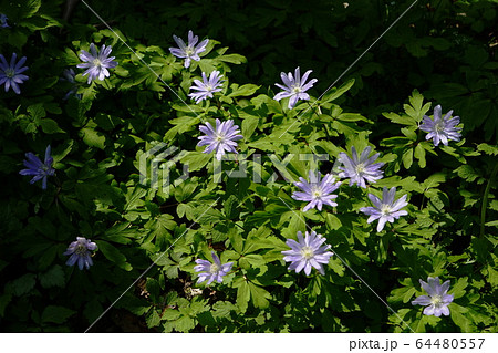 4月　城山町78ｷｸｻﾞｷｲﾁｹﾞ･城山かたくりの里 64480557