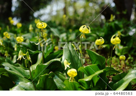 4月　城山町70黄花ｶﾀｸﾘ･城山かたくりの里 64480563