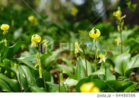4月　城山町67黄花ｶﾀｸﾘ･城山かたくりの里 64480566