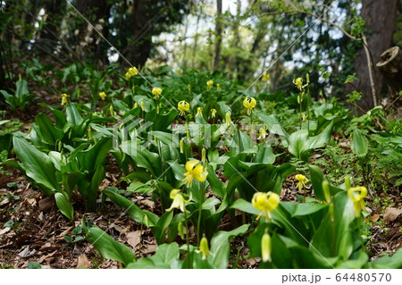 4月　城山町64黄花ｶﾀｸﾘ･城山かたくりの里 64480570