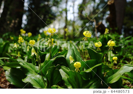4月　城山町61黄花ｶﾀｸﾘ･城山かたくりの里 64480573