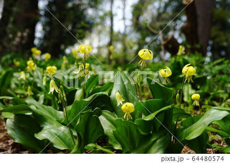 4月　城山町60黄花ｶﾀｸﾘ･城山かたくりの里 64480574