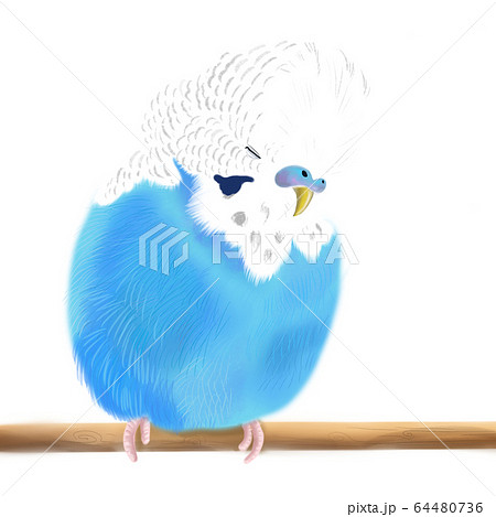 セキセイインコ 64480736