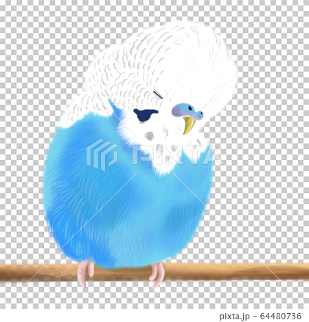 セキセイインコ 64480736