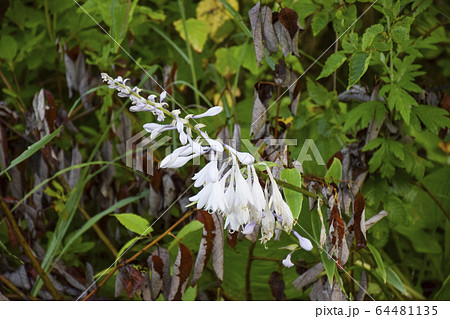 白いギボウシの花 白いギボウシの花 64481135