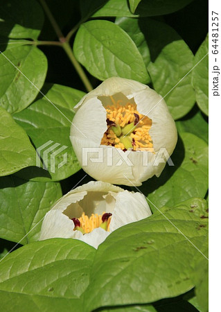 上高地　山芍薬咲く 64481257