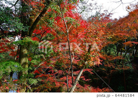 山中温泉 紅葉(石川県) 山中温泉 紅葉(石川県) 64481584