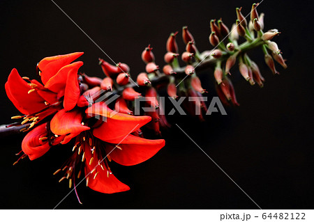 沖縄の花　デイゴの花 バッククロ 64482122