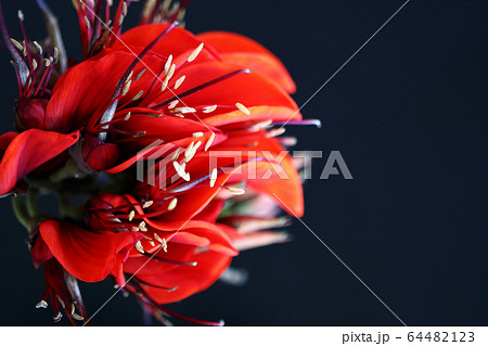 沖縄の花 デイゴの花 バッククロの写真素材