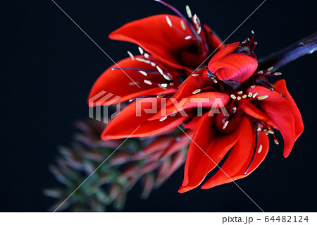 沖縄の花 デイゴの花 バッククロの写真素材