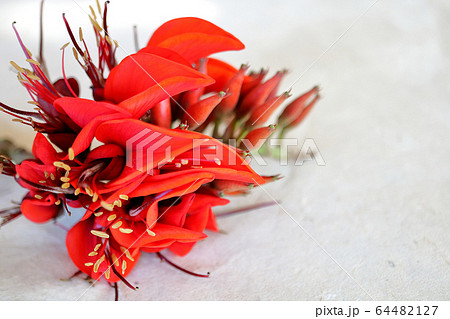 沖縄の花 デイゴの花 バック和紙の写真素材