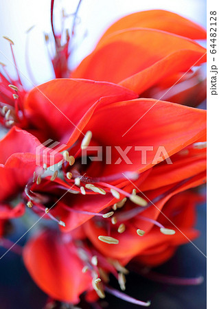 沖縄の花 デイゴの花 バッククロの写真素材