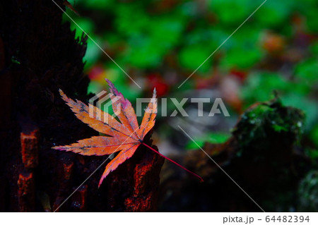 紅葉イメージ　山中温泉（石川県） 64482394