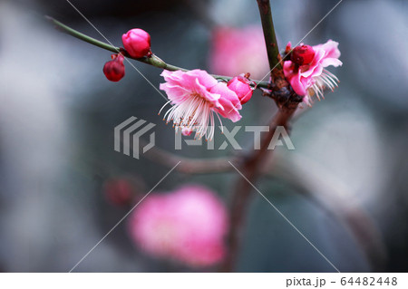 梅　見驚の花 64482448