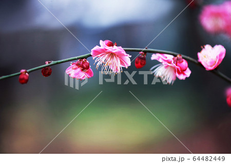 梅　見驚の花 64482449