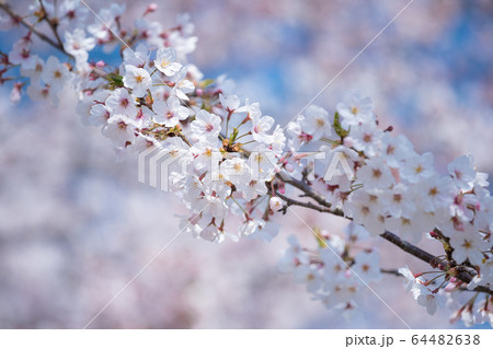 春に咲く満開の桜の花びら 春に咲く満開の桜の花びら 64482638