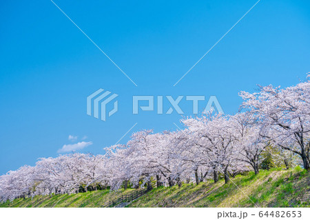 青空と満開の桜並木 64482653