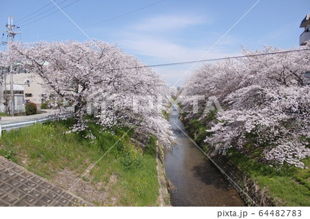 奈良市佐保川の桜並木 64482783