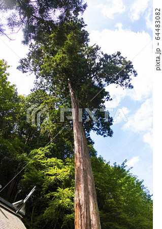大川神社の欅の木 京都府舞鶴市 64483082