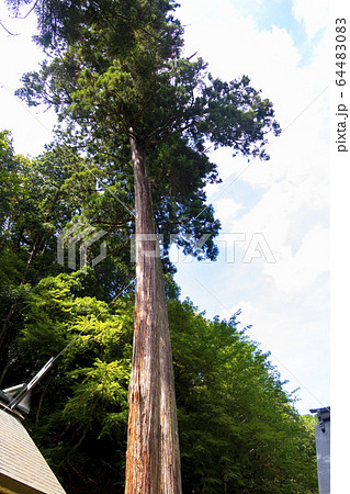大川神社の欅の木 京都府舞鶴市 64483083
