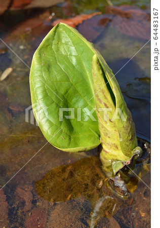 植物：ザゼンソウ　サトイモ科 64483167