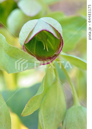 植物:コダチ クリスマスローズ キンポウゲ科 植物:コダチ クリスマスローズ キンポウゲ科 64483175