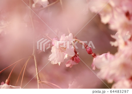 枝垂桜 64483297