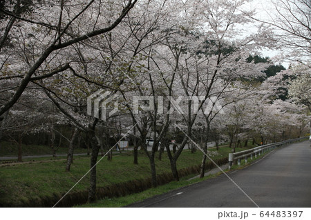 寺尾ヶ原千本桜公園の写真素材