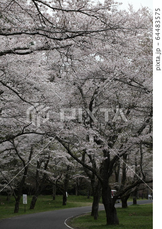 寺尾ヶ原千本桜公園の写真素材