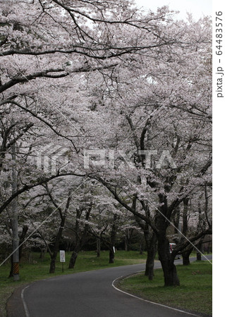 寺尾ヶ原千本桜公園の写真素材