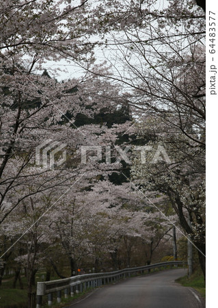 寺尾ヶ原千本桜公園の写真素材