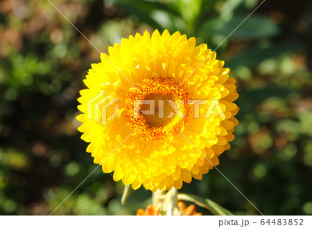 Everlasting or straw flowers Everlasting or straw flowers 64483852