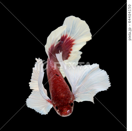Betta big ear isolated on white background. 64484150